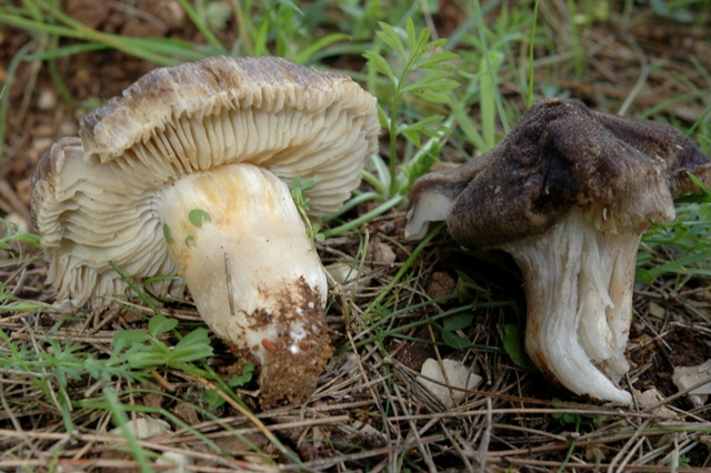 Quattro specie malandate del rimboschimento a pini.